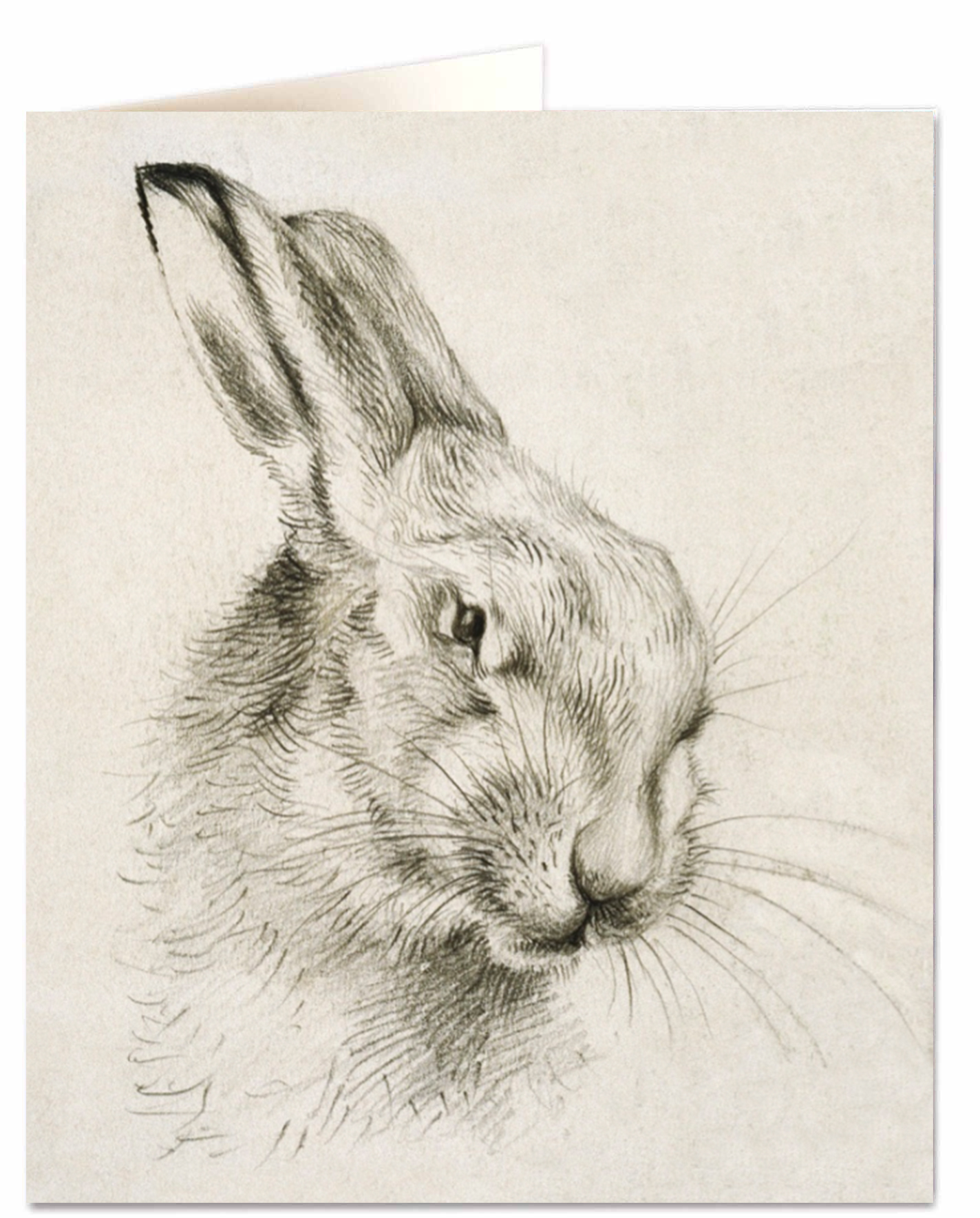 Hare - Natural History Museum - Natural History Museum - from Archivist Gallery view