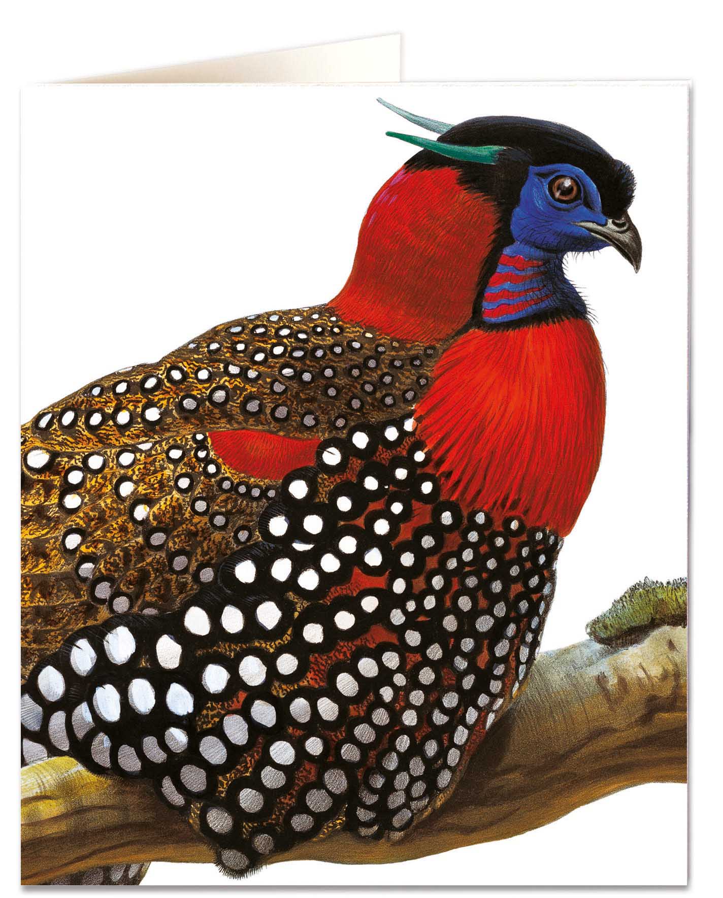 Tragopan - Natural History Museum - Natural History Museum - from Archivist Gallery 