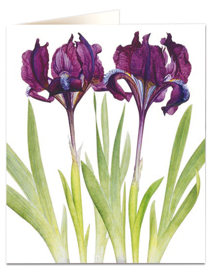 Iris - Natural History Museum - Natural History Museum - from Archivist Gallery 