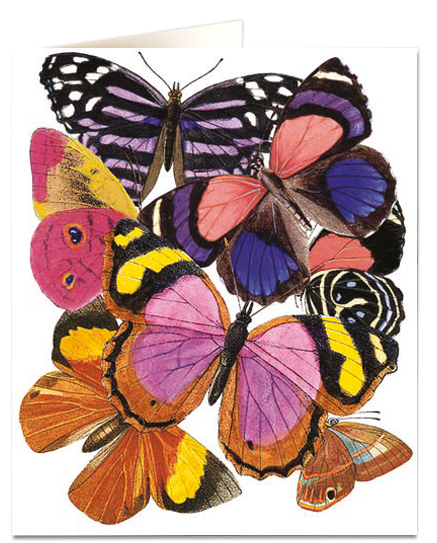 Butterflies - Natural History Museum - Natural History Museum - from Archivist Gallery 