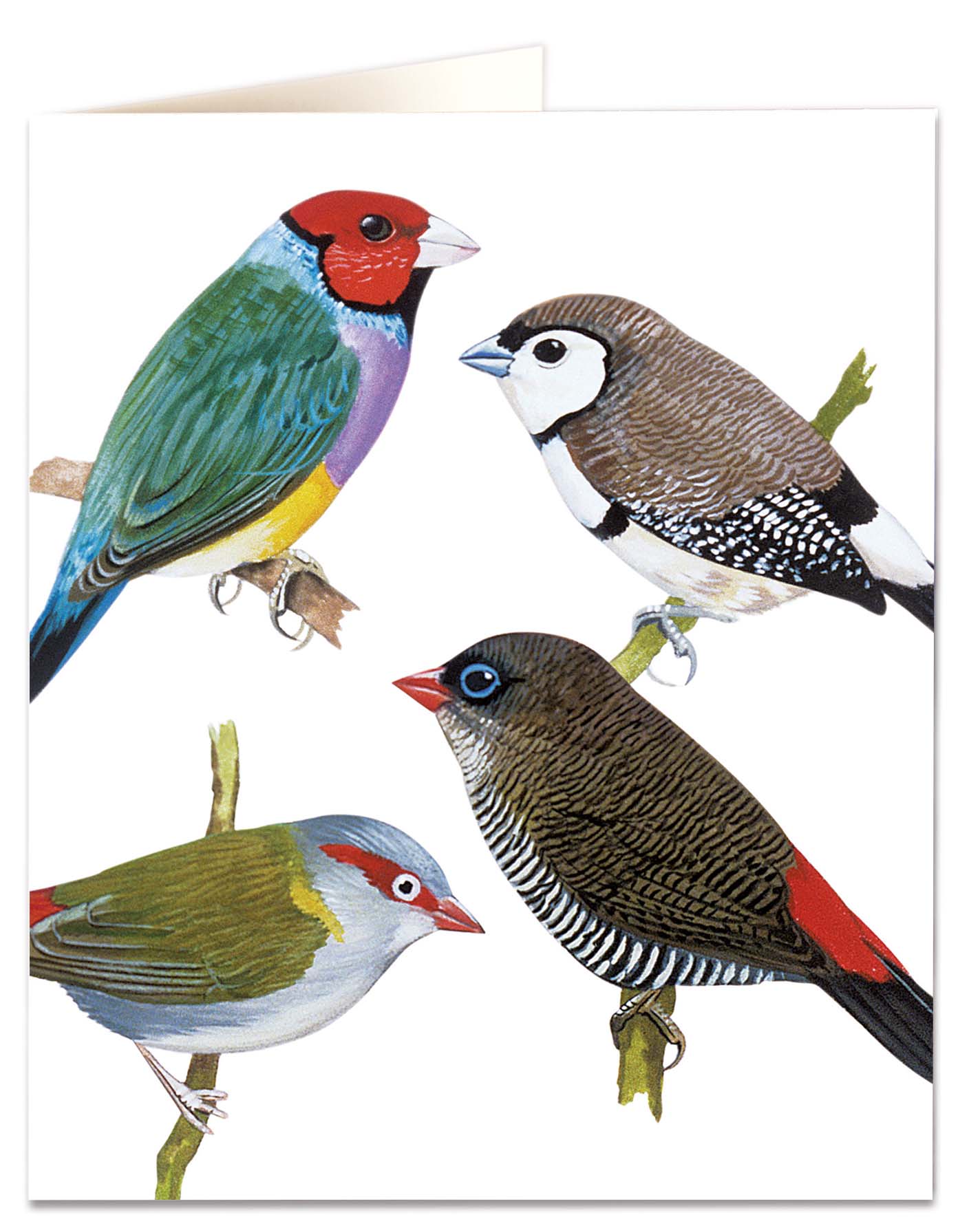 Finches - Natural History Museum - Natural History Museum - from Archivist Gallery 
