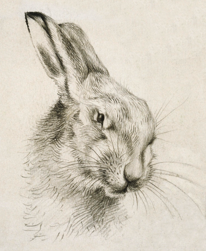 Hare - Natural History Museum - Natural History Museum - from Archivist Gallery view