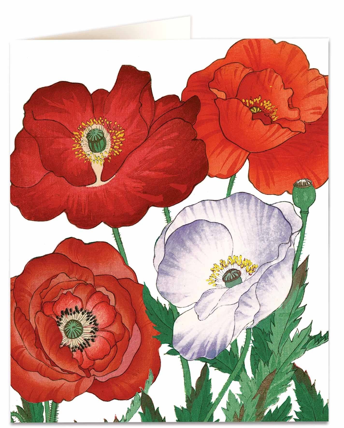 poppies-natural-history-museum-natural-history-museum-from