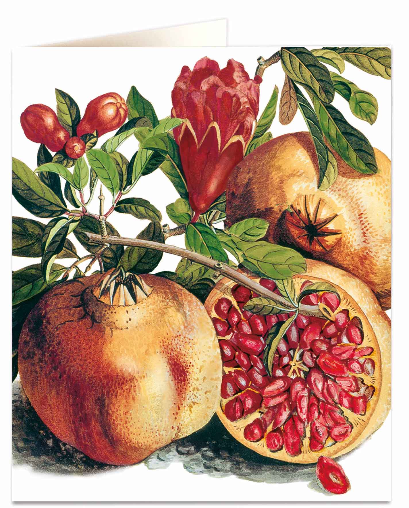 Pomegranate - Natural History Museum - Natural History Museum - from Archivist Gallery 