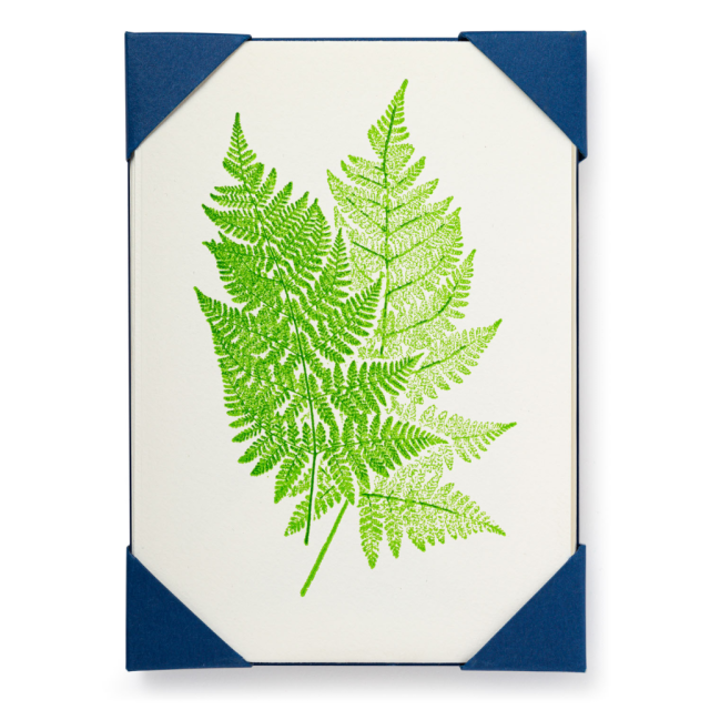 Fern 2 - Notelets Packs - from Archivist Gallery