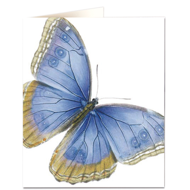 Pale blue butterfly
                             
                                     