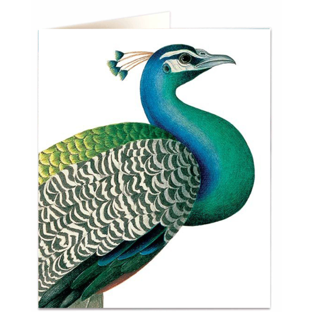 Peacock
                             
                                     