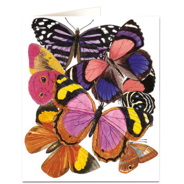 Butterflies - Natural History Museum - Natural History Museum - from Archivist Gallery