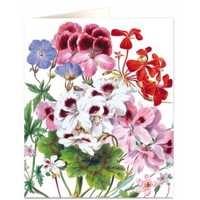 Geranium - Natural History Museum - Natural History Museum - from Archivist Gallery