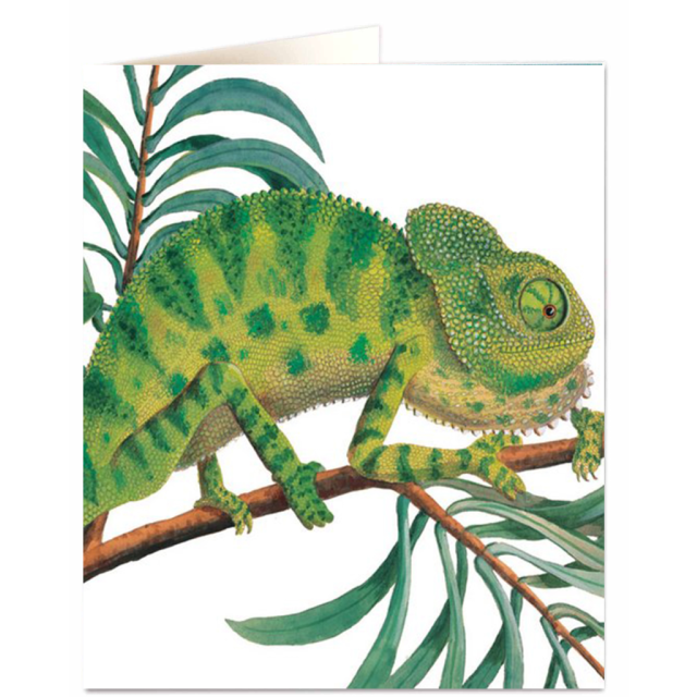 Chameleon - Natural History Museum - Natural History Museum - from Archivist Gallery