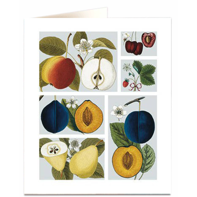 Fruit - Natural History Museum - Natural History Museum - from Archivist Gallery