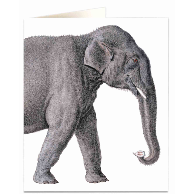 Elephant
                             
                                     