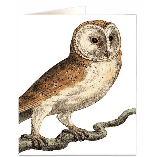 Barn Owl
                             
                                     