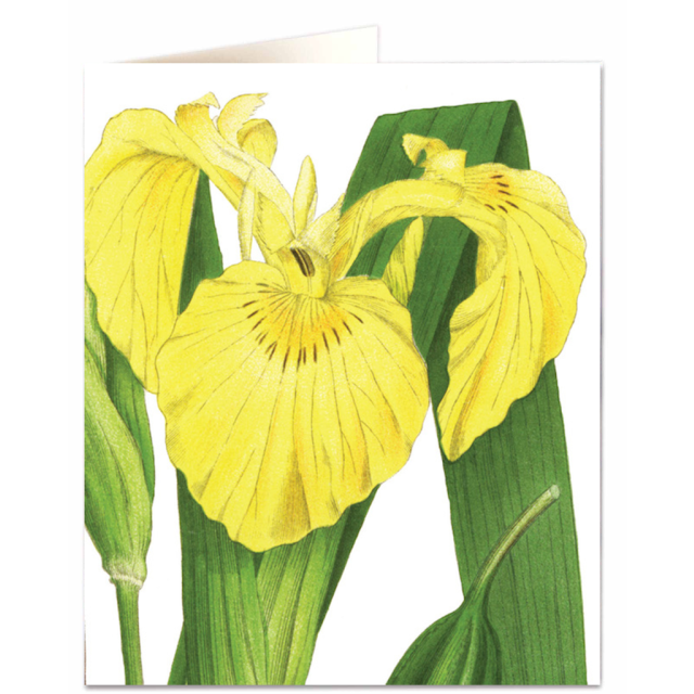 Yellow iris
                             
                                     
