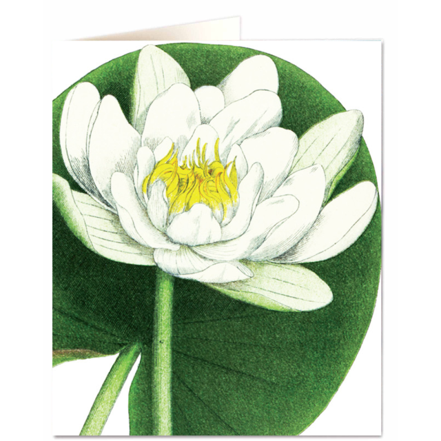 White Waterlily - Natural History Museum - Natural History Museum - from Archivist Gallery