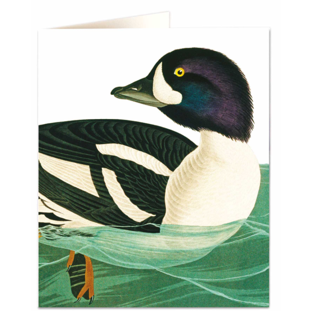 Goldeneye - Natural History Museum - Natural History Museum - from Archivist Gallery