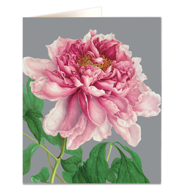 Tree Peony - Natural History Museum - Natural History Museum - from Archivist Gallery