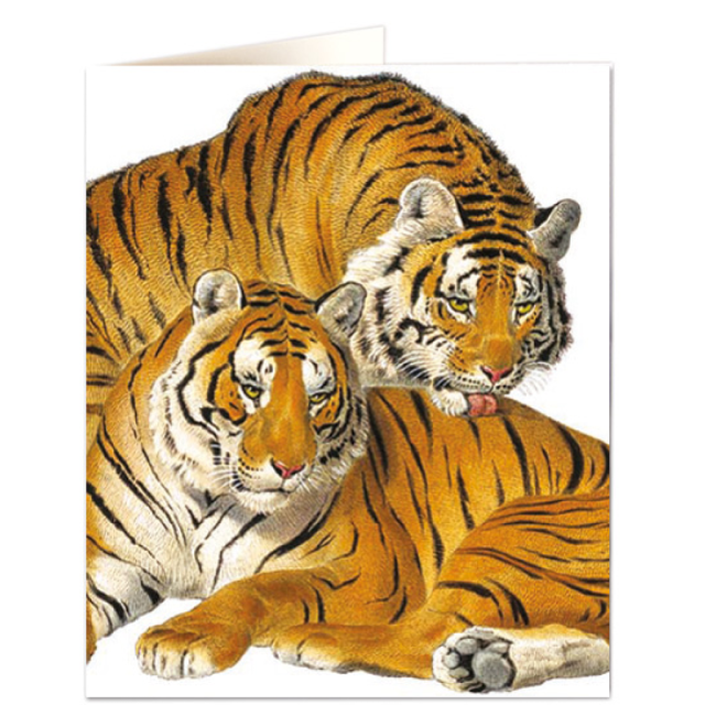 Tigers - Natural History Museum - Natural History Museum - from Archivist Gallery