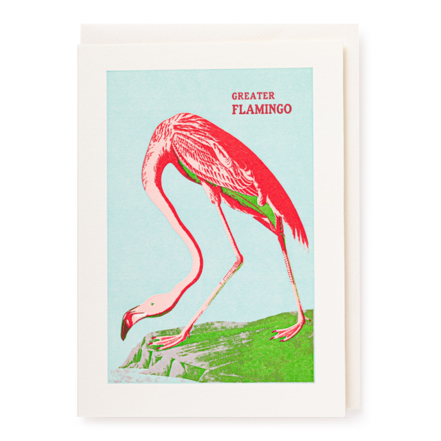 Greater Flamingo
                             
                                     