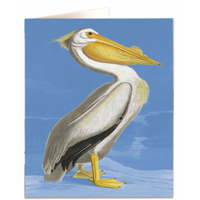 Pelican - Natural History Museum - Natural History Museum - from Archivist Gallery